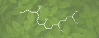Phytol Terpene Effects & Benefits - The Ultimate Guide