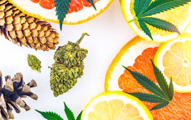Pulegone Terpene Effects & Benefits - The Ultimate Guide