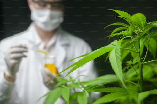 Pinene Terpene Effects & Benefits - The Ultimate Guide