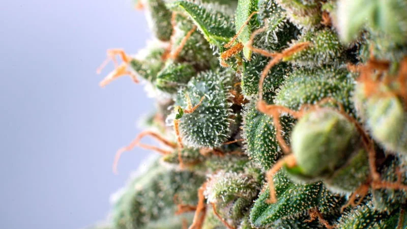 Nerolidol Terpene Effects & Benefits - The Ultimate Guide