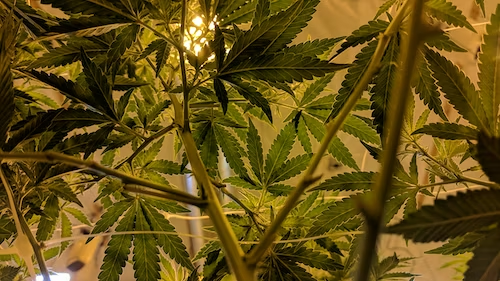 Pinene Terpene Effects & Benefits - The Ultimate Guide