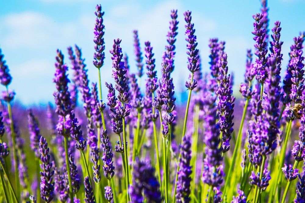 Linalool Terpene: Health Benefits, Anxiety Relief, Acid Reflux, Weight Loss & more