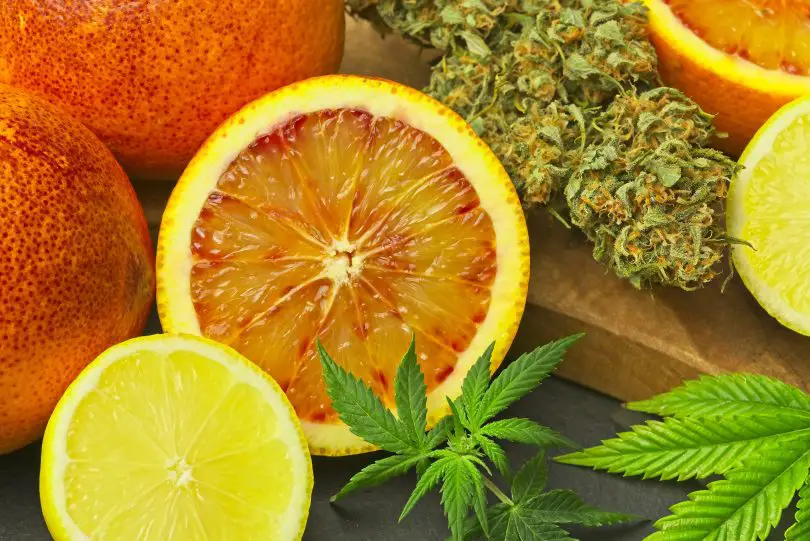 Eucalyptol Terpene Effects & Benefits - The Ultimate Guide