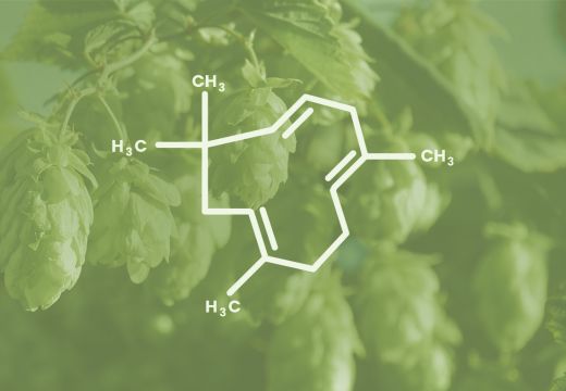 Humulene Terpene: Health Benefits, Anxiety Relief, Acid Reflux, Weight Loss & More