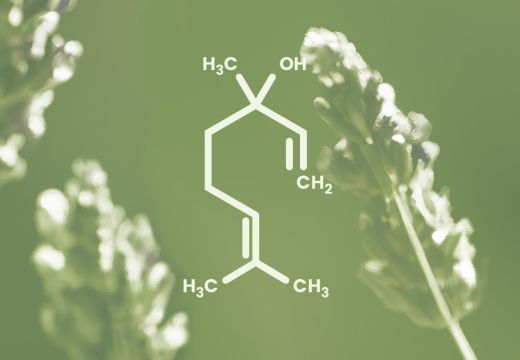Linalool Terpene: Health Benefits, Anxiety Relief, Acid Reflux, Weight Loss & more