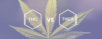 THC vs. THCA - What is THCA & What Are Its Benefits?