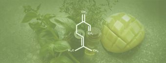 Myrcene Terpene Effects & Benefits - The Ultimate Guide