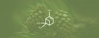 Pinene Terpene Effects & Benefits - The Ultimate Guide