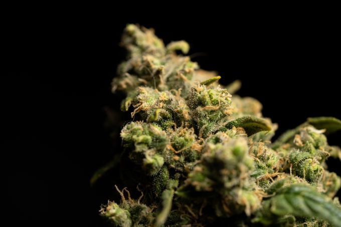 CBD vs. THC: Will I Fail a Drug Test?
