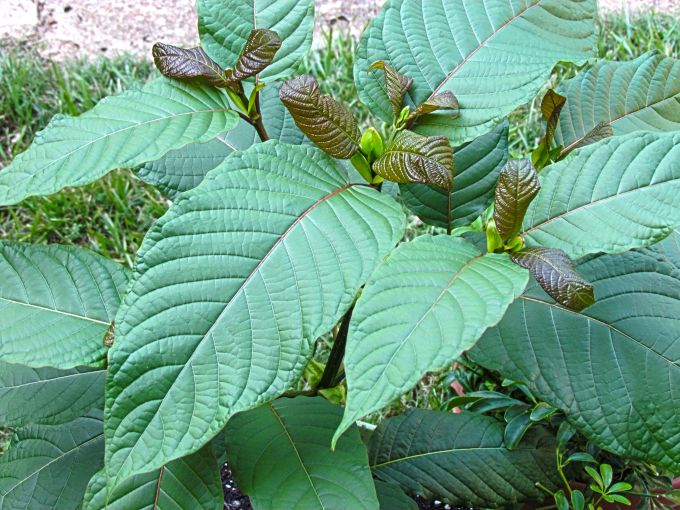 The Kratom Tree
