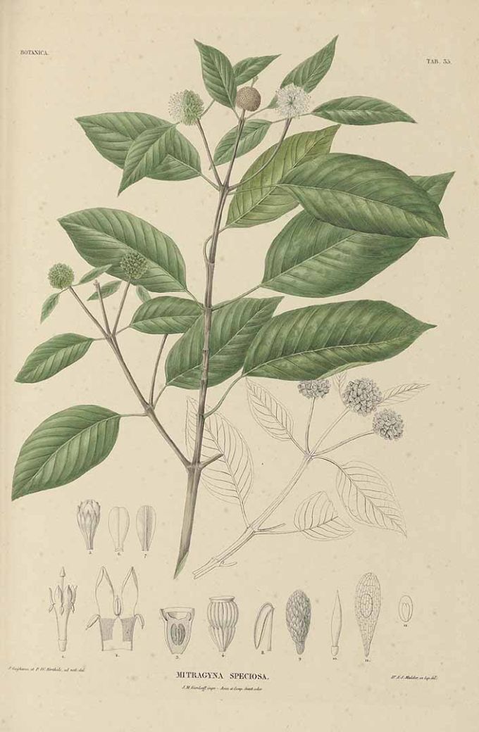 Mitragyna speciosa