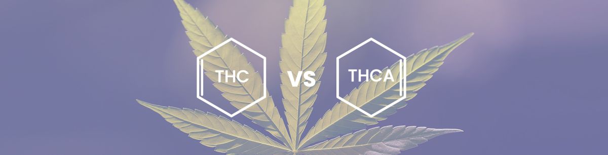 THC vs. THCA - What is THCA & What Are Its Benefits?