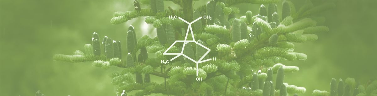 Borneol Terpene Effects & Benefits - The Ultimate Guide