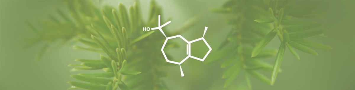 Guaiol Terpene Effects & Benefits - The Ultimate Guide