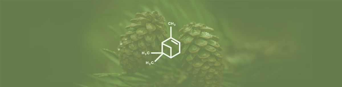 Pinene Terpene Effects & Benefits - The Ultimate Guide