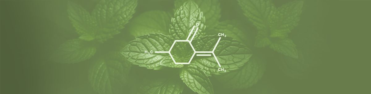 Pulegone Terpene Effects & Benefits - The Ultimate Guide