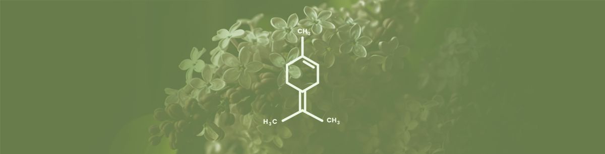 Terpinolene Terpene Effects & Benefits - The Ultimate Guide