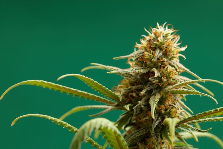 Highest-Quality Cannabis
