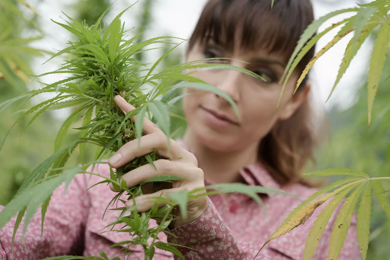 What Is CBD Guide > Page Paragraphs
