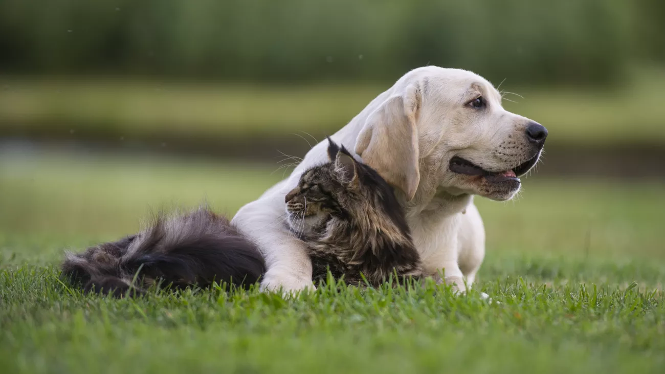 All About CBD For Pets > Page Paragraphs
