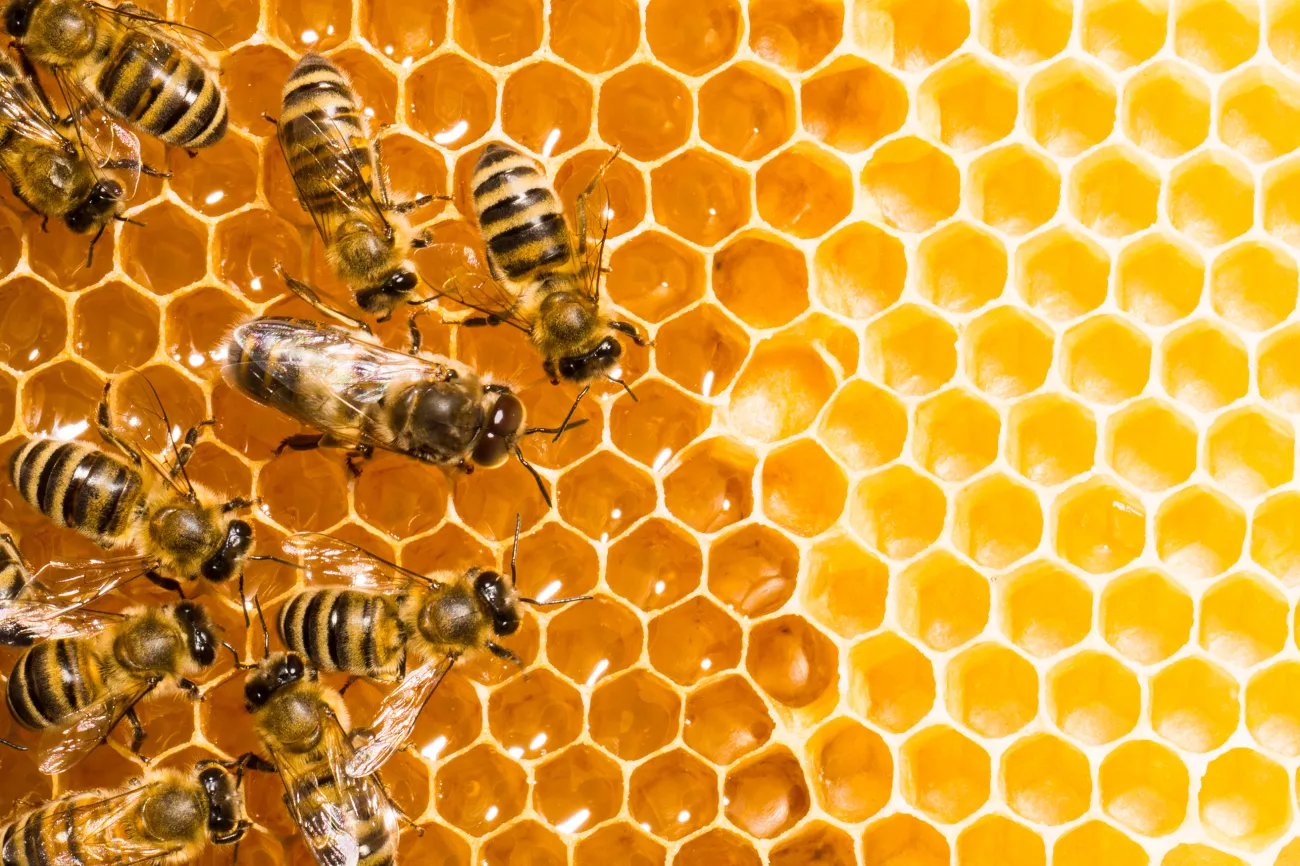 CBD Oil is Sweet with the Addition of Our New Honey Tinctures