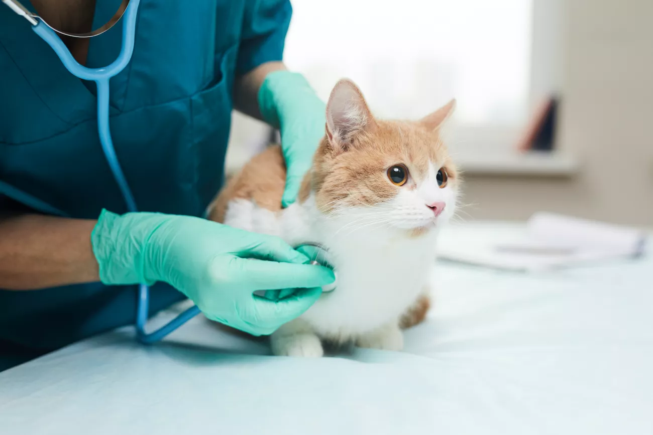 A Pet Owner's Guide to CBD