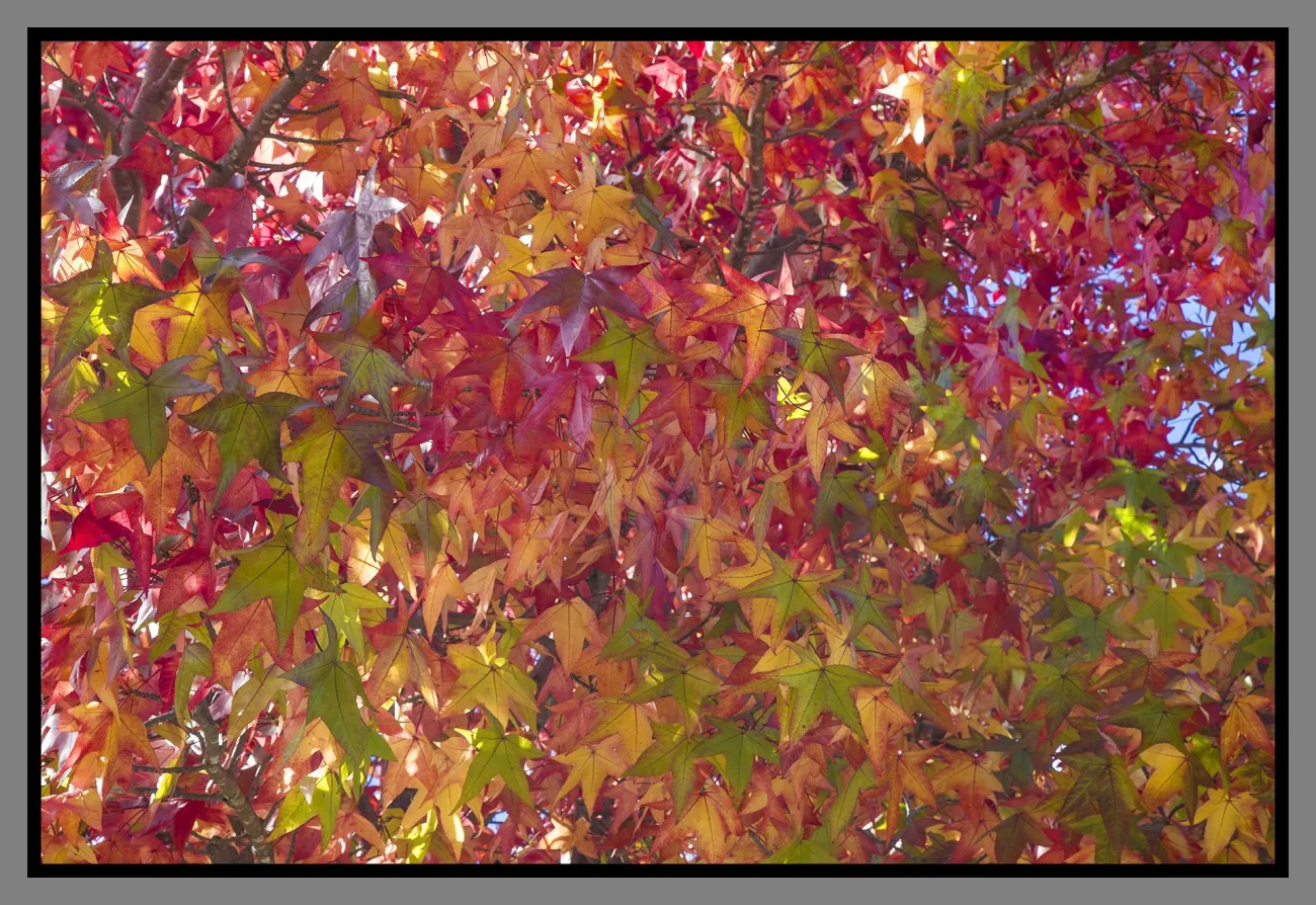 CBD Oil Fall Season Spectacular: Celebrate Fall with Your Favorite CBD > Paragraphs