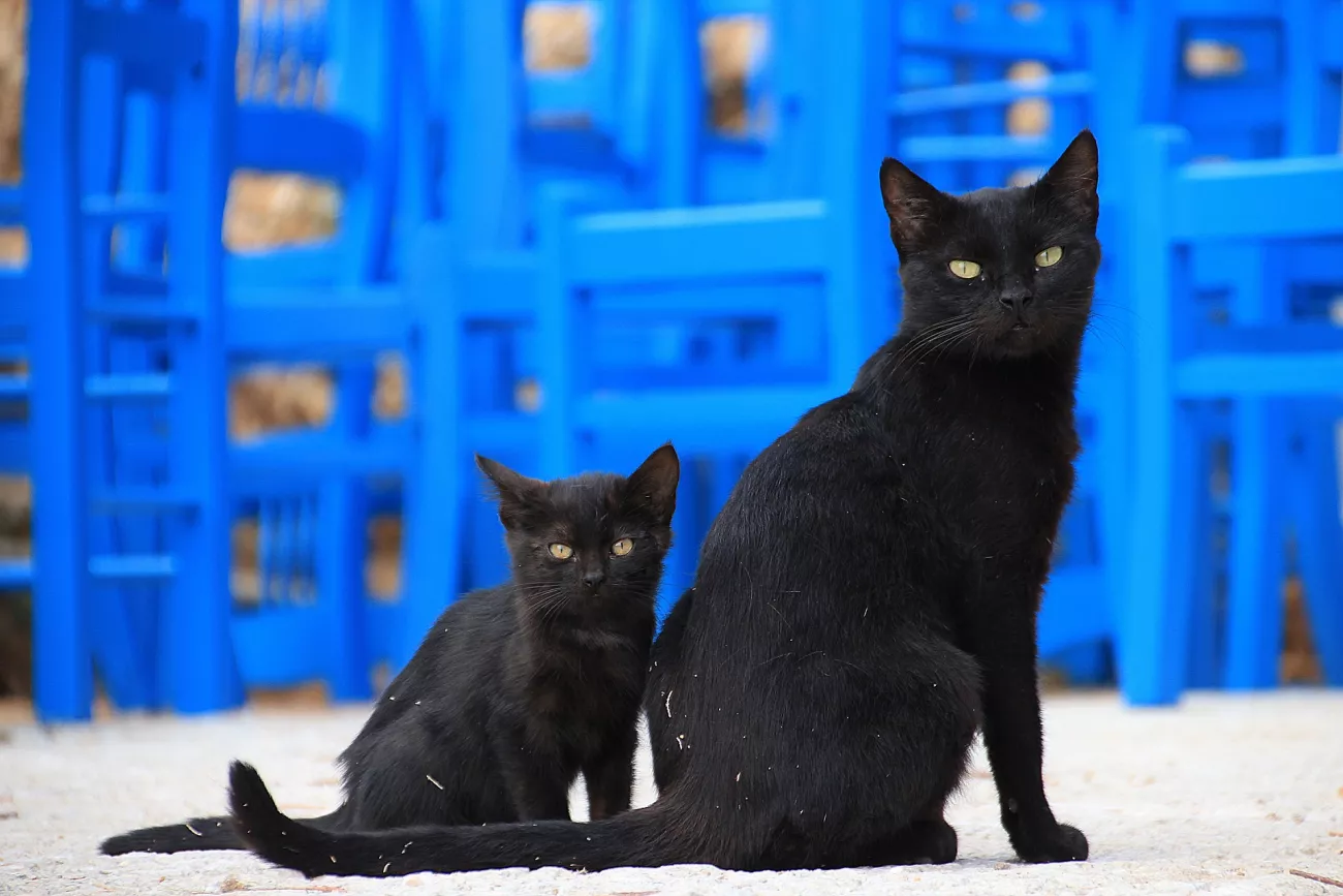Here’s What Your Veterinarian Thinks About CBD Oil for Pets