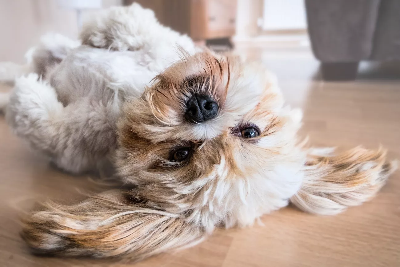 Here’s What Your Veterinarian Thinks About CBD Oil for Pets > Paragraphs
