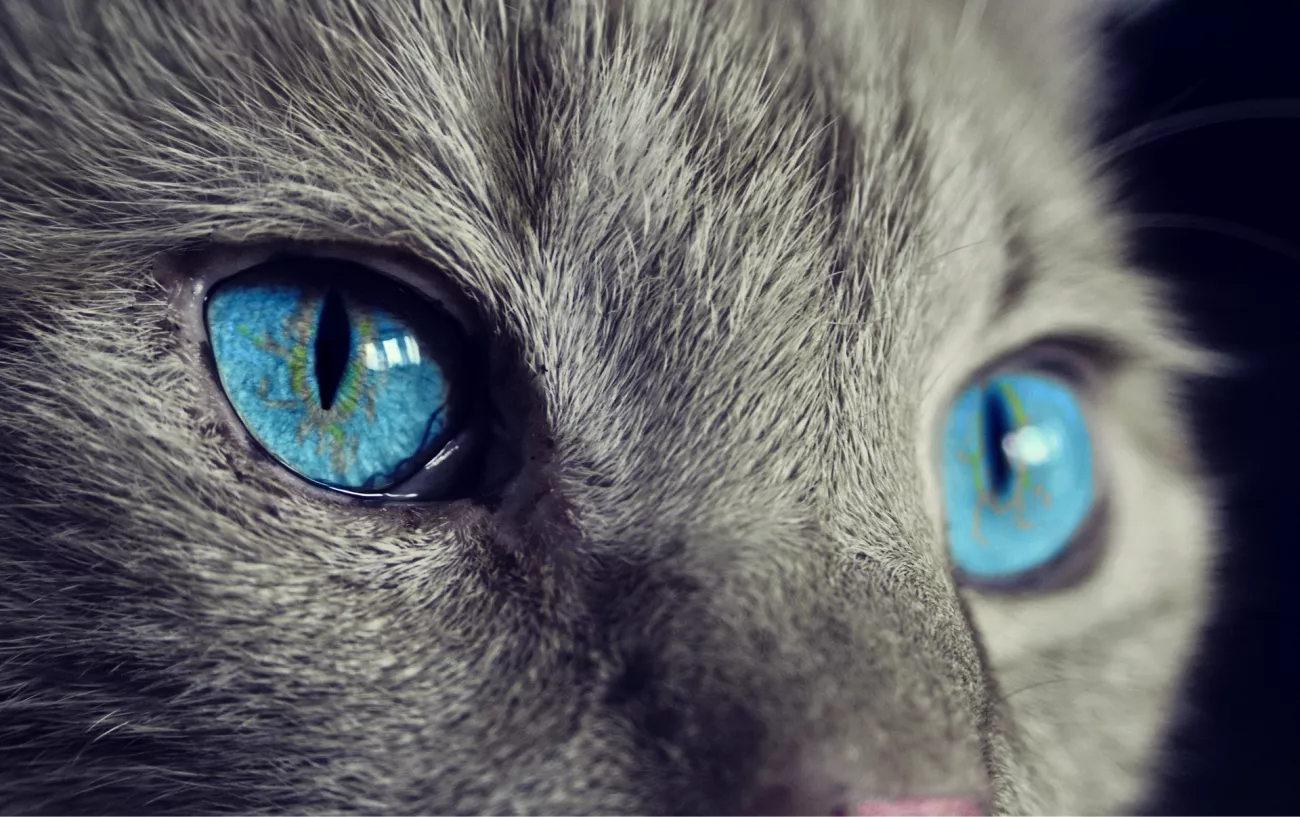 All About CBD For Pets > Page Paragraphs