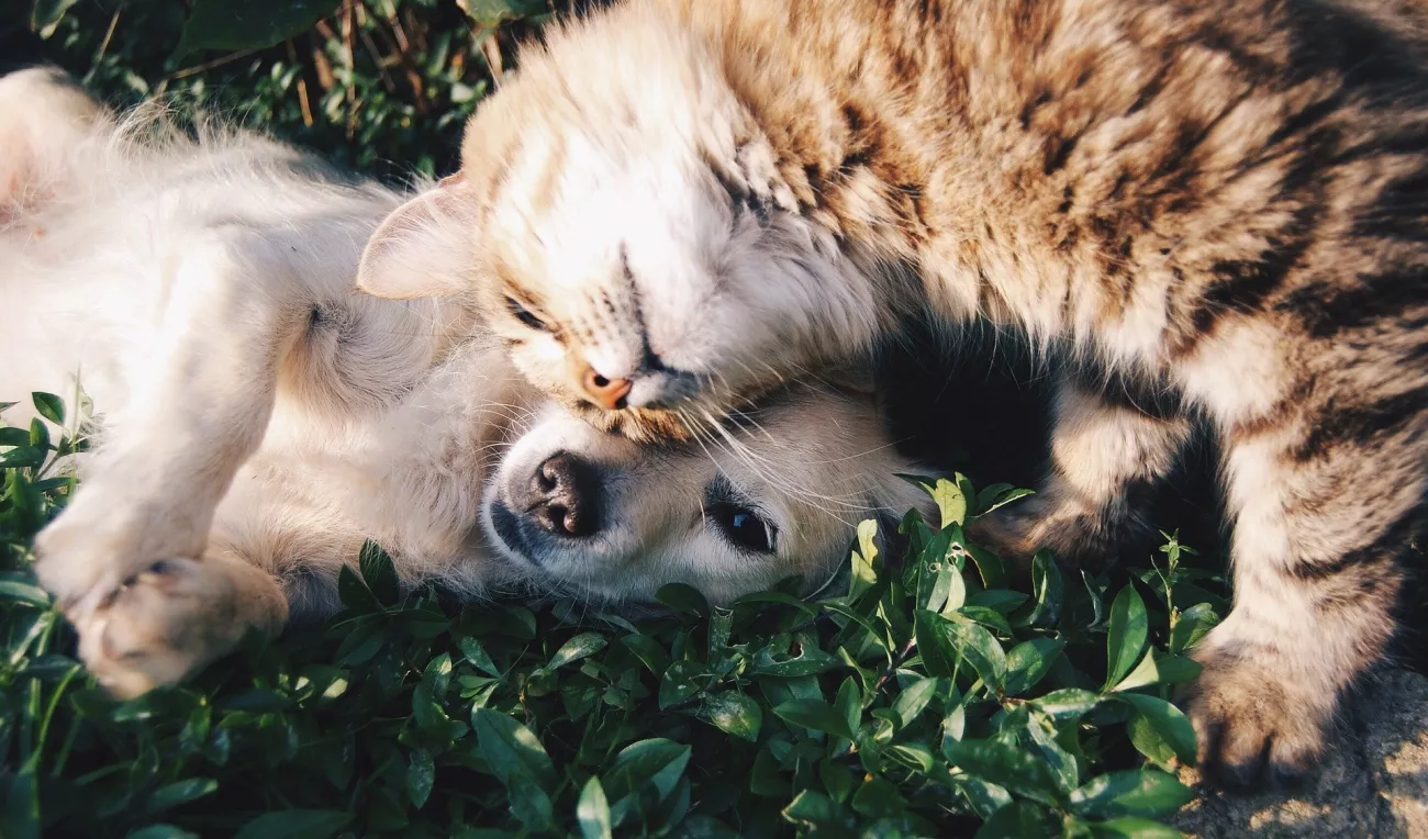 All About CBD For Pets > Page Paragraphs