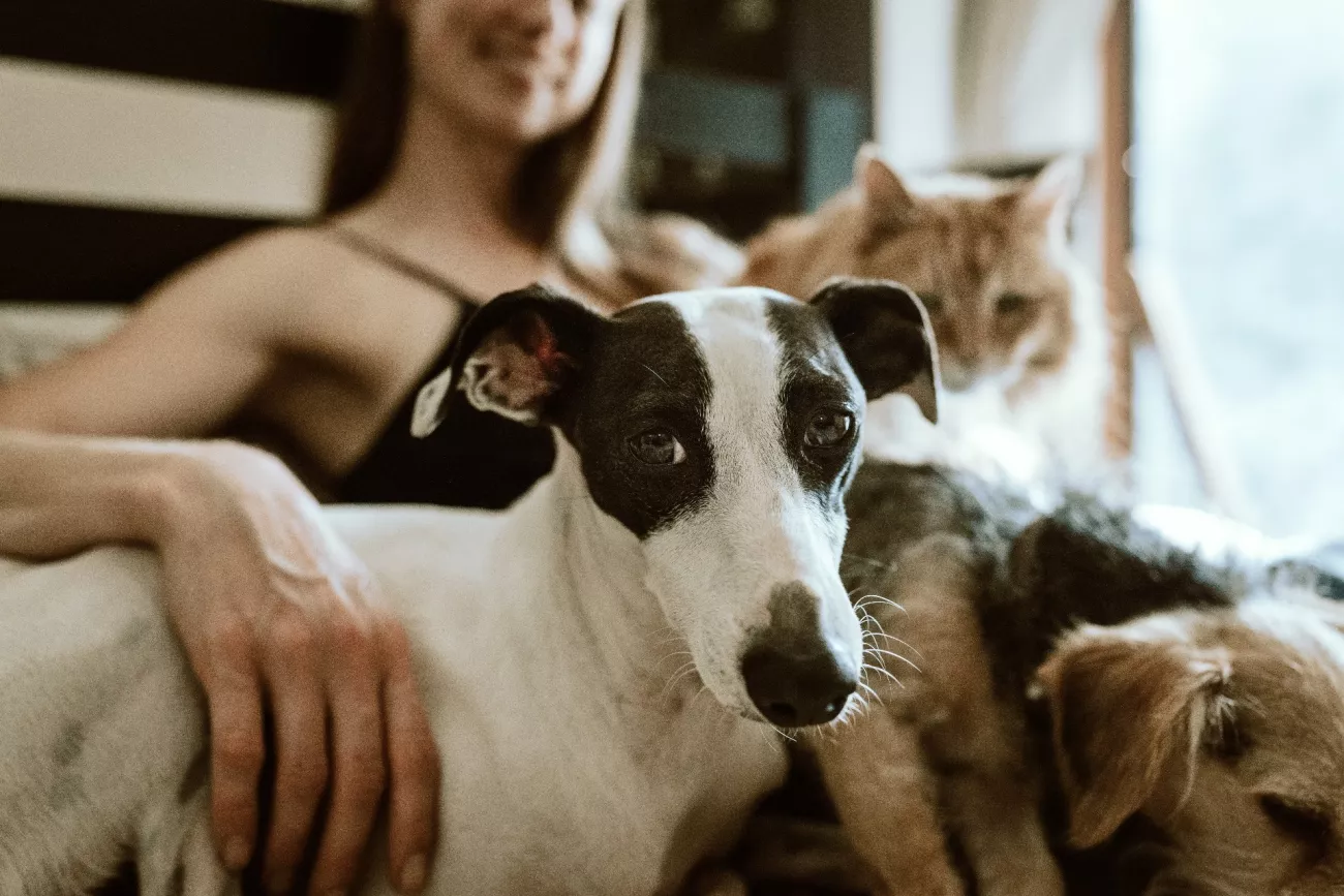 Why CBD Oil for Pets Will Make Your Dog or Cat Happy