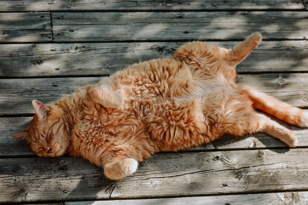 Why CBD Oil for Pets Will Make Your Dog or Cat Happy