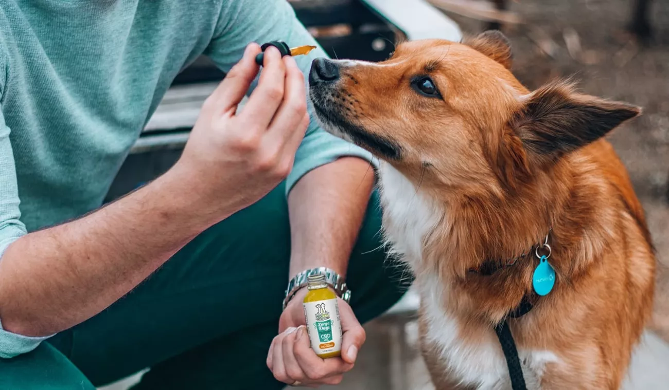 What Is CBD Guide > Page Paragraphs