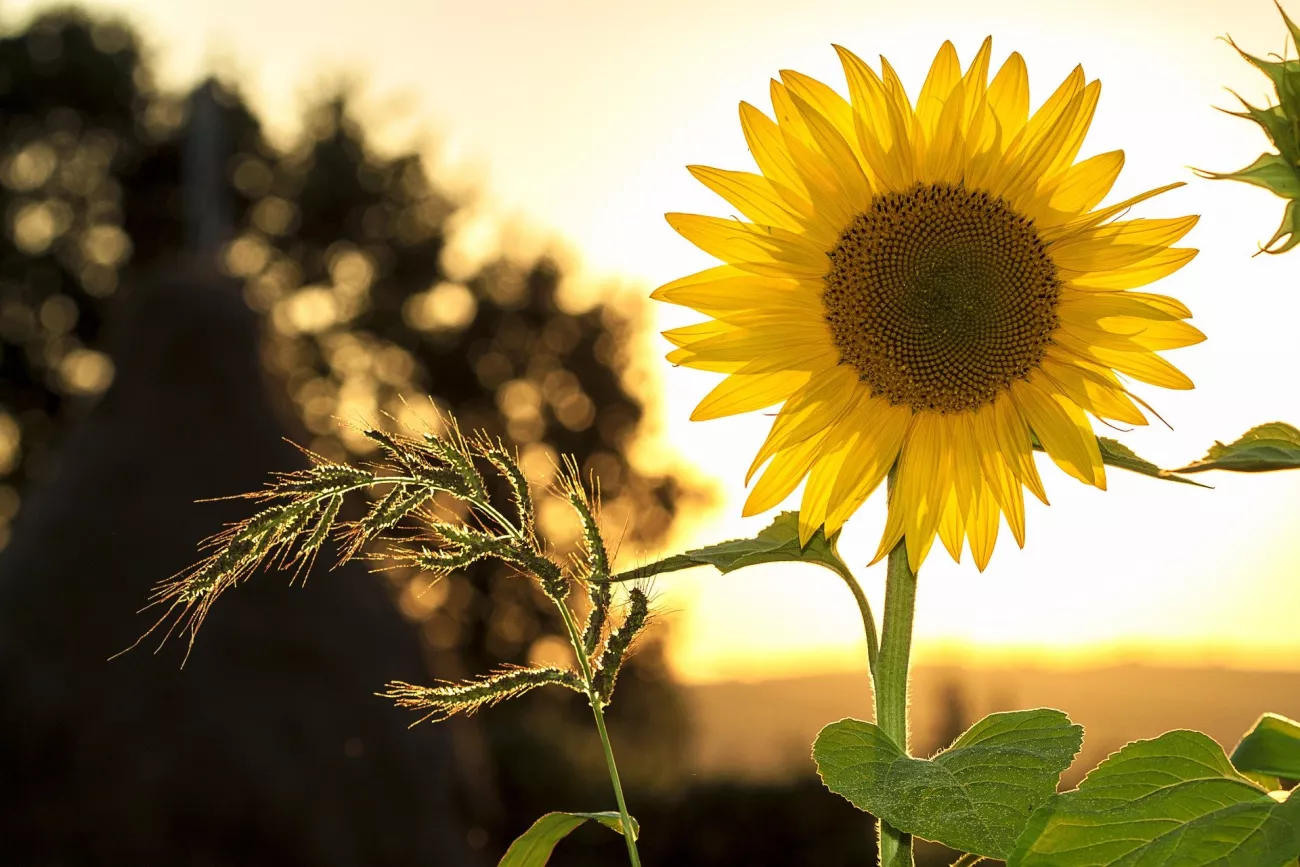 Here Are a Few Ways You Can Help Make Delta-8 More Environmentally Friendly > Paragraphs