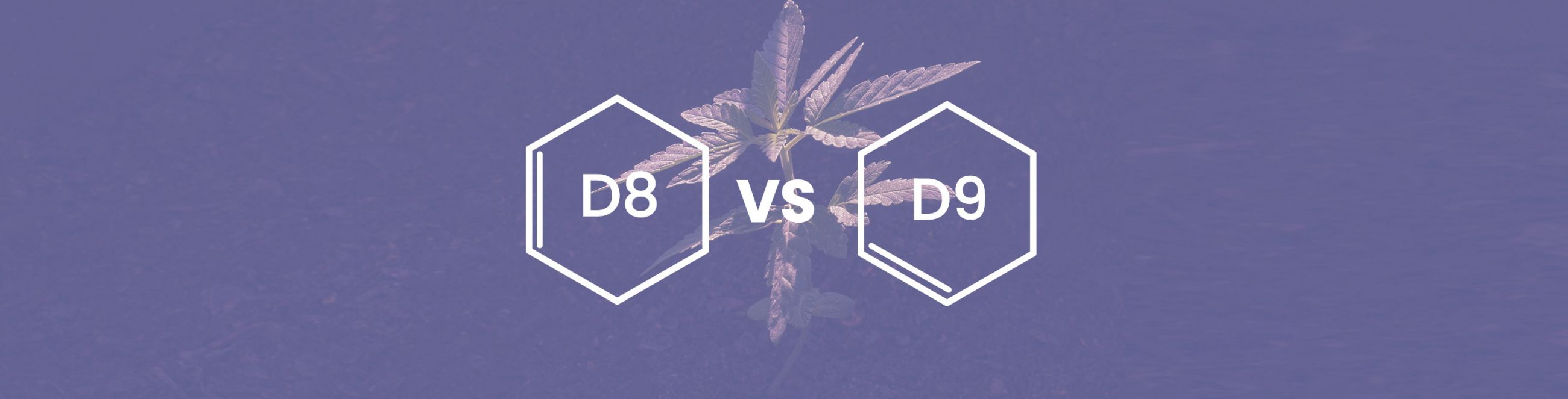 Delta 8 vs. Delta 9 The Two Most Popular Cannabinoids