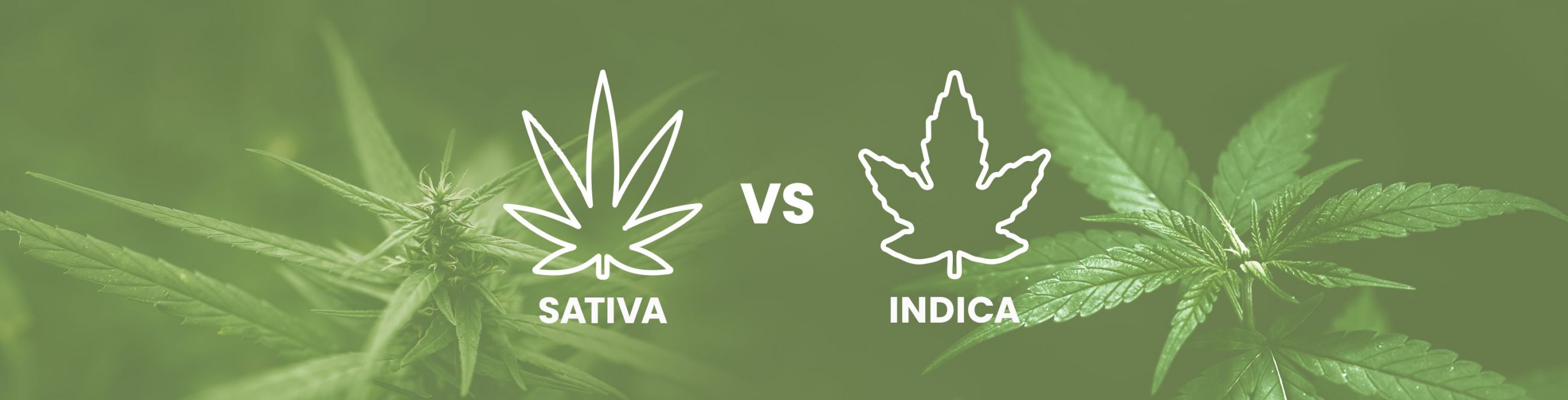 Sativa vs. Indica vs. Hybrid Compared – A Complete Guide
