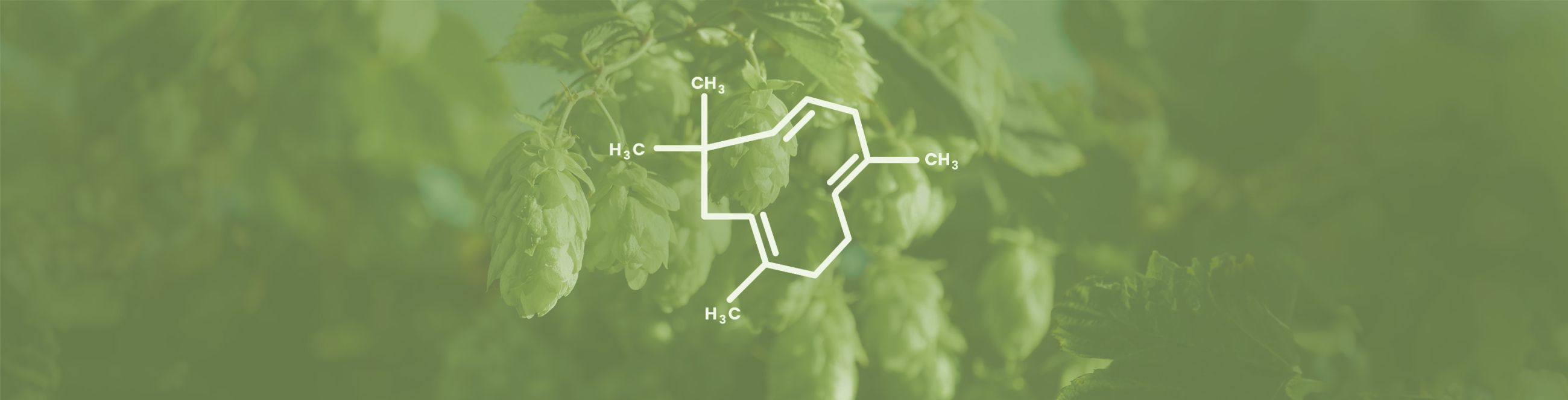 Humulene Terpene: Health Benefits, Anxiety Relief, Acid Reflux, Weight Loss & More