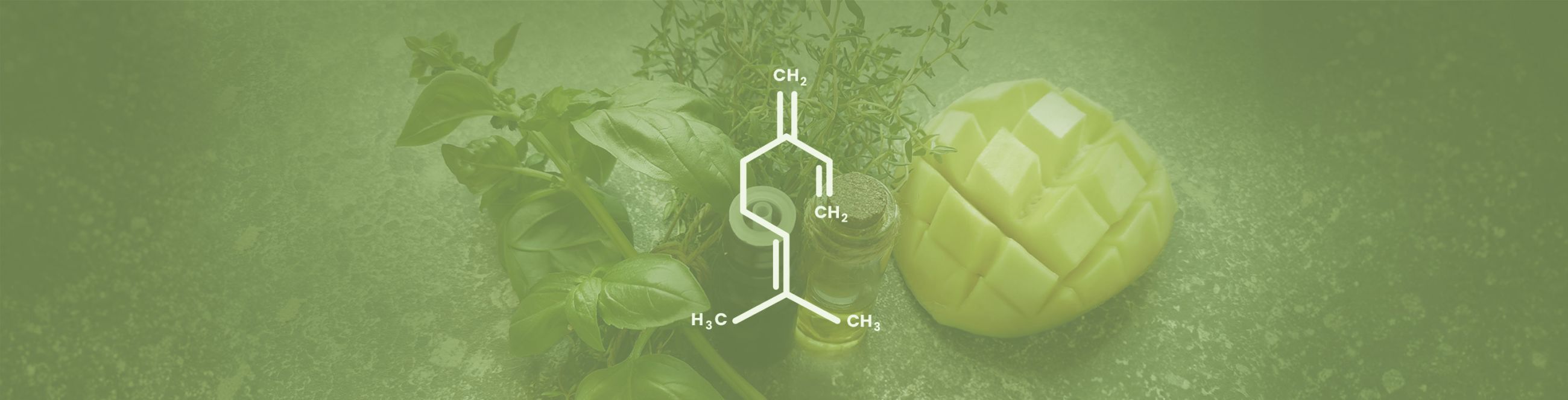 Myrcene Terpene Effects & Benefits - The Ultimate Guide