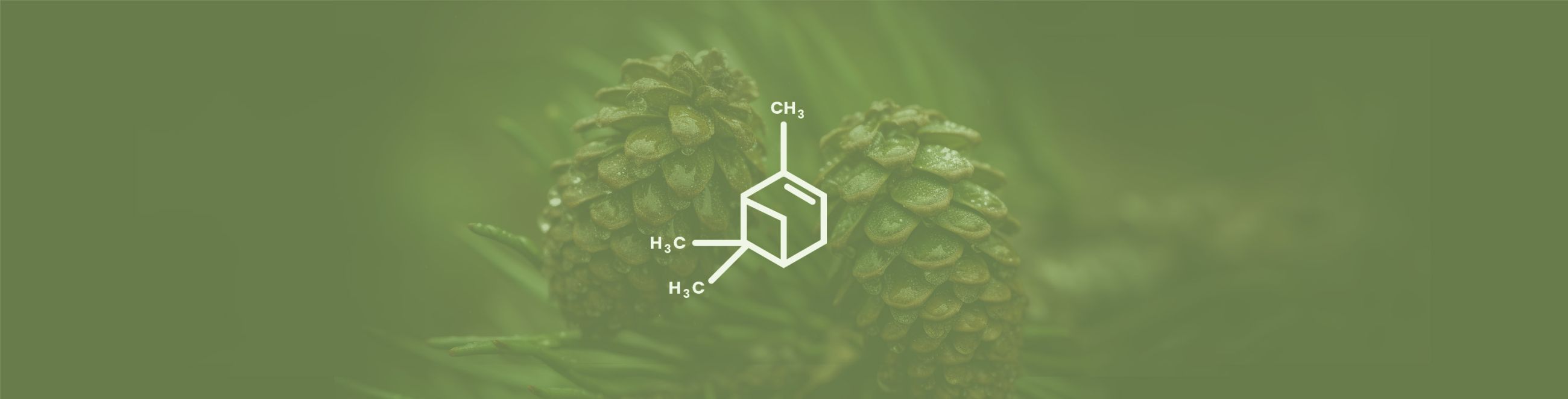 Pinene Terpene Effects & Benefits - The Ultimate Guide