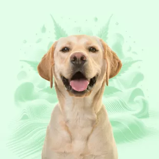 CBD For Dogs