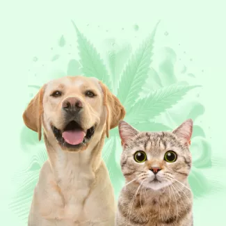 CBD For Pets