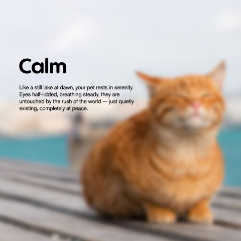 CBD Cat Treats - Tartar Control - 200mg - MediPets - Thumbnail 7