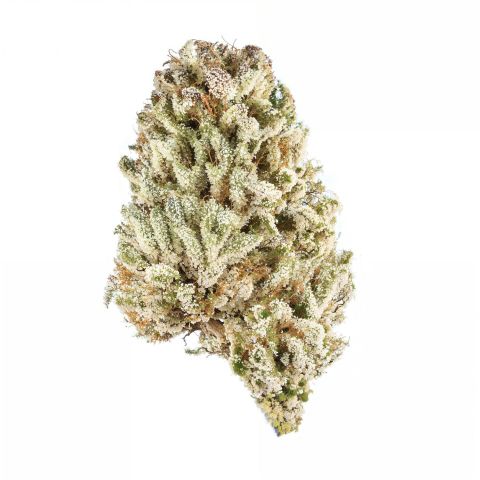 Cat Piss Flower – Sativa – THCA - Thumbnail