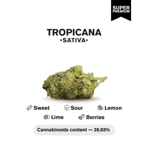 Tropicana Flower – Sativa – THCA - Thumbnail 4