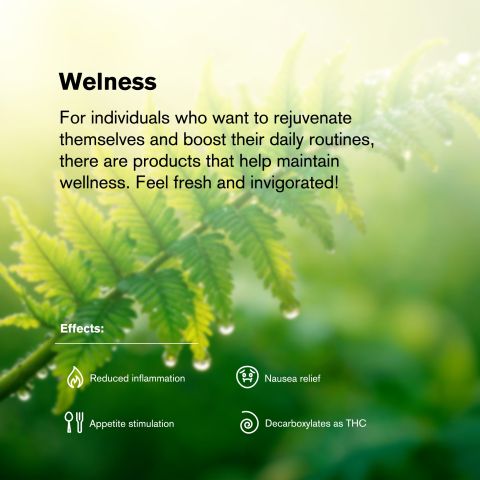 Black Runtz Flower – Hybrid – THCA - Thumbnail 6