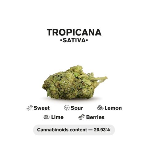 1.5g Tropicana Strain King Size Pre-Roll - Sativa - THCA - 1 Joint - Thumbnail 5