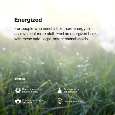 Green D2OSIS Flower – Hybrid – THCA - Thumbnail 6