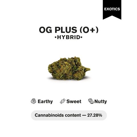OG Plus (O+) Flower – Hybrid – THCA - Thumbnail 4