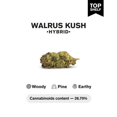 Walrus Kush Flower - Hybrid - THCA - Thumbnail 7